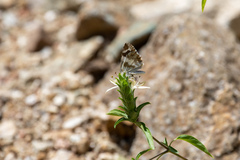 Heliopetes domicella
