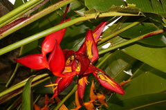Heliconia stricta