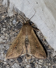 Mythimna
