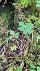 Rubus pedatus