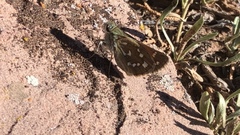 Hesperia woodgatei