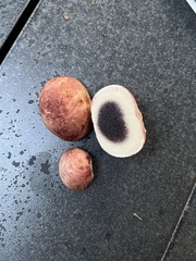 Scleroderma citrinum