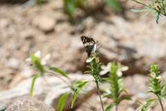 Heliopetes domicella
