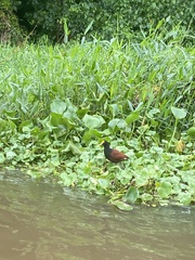 Jacana spinosa