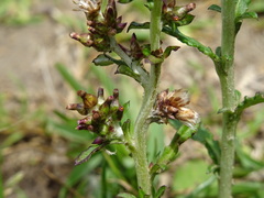 Gamochaeta americana