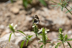 Heliopetes domicella
