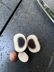 Scleroderma citrinum