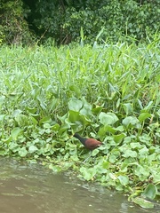 Jacana spinosa