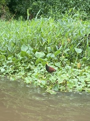 Jacana spinosa
