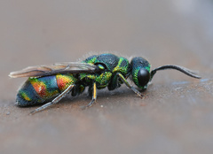 Chrysis