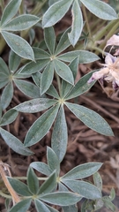 Lupinus lepidus