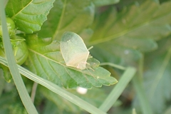 Acrosternum millierei