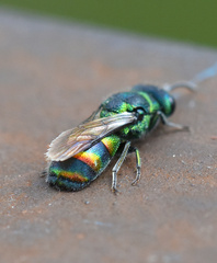 Chrysis