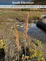 Calamagrostis stricta