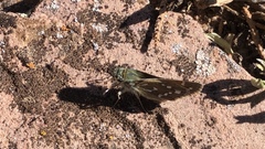 Hesperia woodgatei