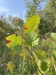 Crataegus chrysocarpa