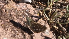 Hesperia woodgatei