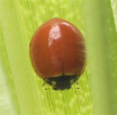 Cycloneda emarginata