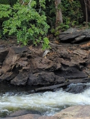 Nycticorax nycticorax