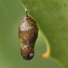 Danaus