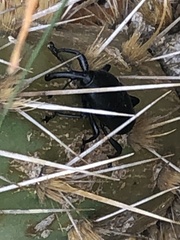 Cactophagus spinolae