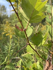 Crataegus chrysocarpa