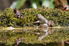 Euphlyctis cyanophlyctis