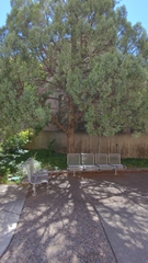 Juniperus scopulorum