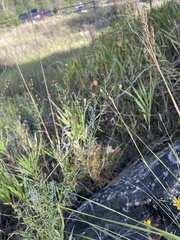 Linum lewisii