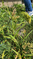 Sorghum bicolor