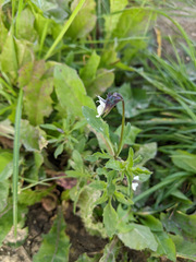 Viola arvensis