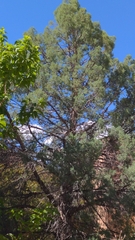 Juniperus scopulorum