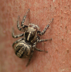 Leptofreya ambigua