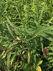 Vernonia fasciculata