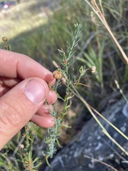 Linum lewisii