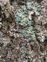 Myelochroa aurulenta