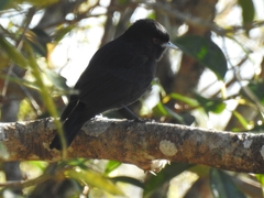 Knipolegus cyanirostris