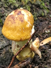 Armillaria mellea