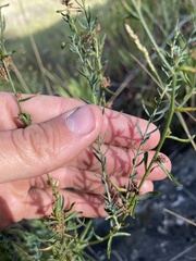Linum lewisii