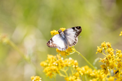 Heliopetes laviana
