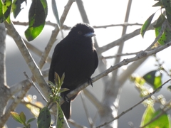 Knipolegus cyanirostris