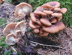 Lentinellus