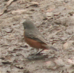 Sporophila minuta