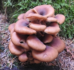 Lentinellus
