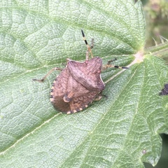 Peribalus strictus vernalis