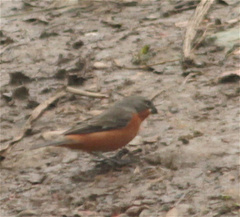 Sporophila minuta