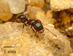 Tetramorium caespitum