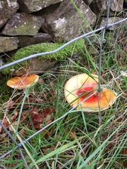 Amanita parcivolvata