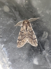 Ocneria atlantica
