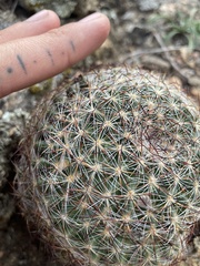 Pediocactus simpsonii